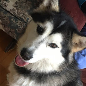 Meet your Posher, Sarada